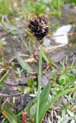 Carex parviflora