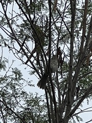 Toxostoma longirostre