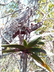 Angraecum leonis image