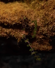 Asplenium trichomanes