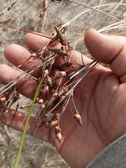 Fimbristylis castanea