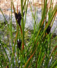 Juncus jacquinii