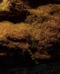 Asplenium trichomanes