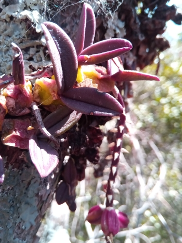 Bulbophyllum elliotii image