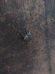 Naupactus auricinctus