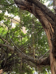Ficus microcarpa microcarpa