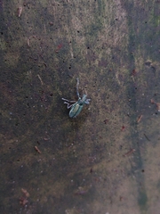 Naupactus auricinctus