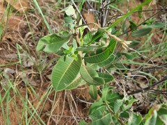 Ozoroa paniculosa