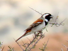 Passer melanurus melanurus
