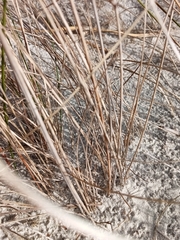 Fimbristylis castanea