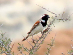 Passer melanurus melanurus