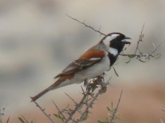 Passer melanurus melanurus