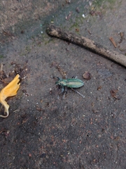 Naupactus auricinctus