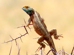Agama aculeata aculeata