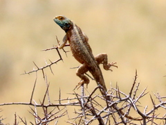 Agama aculeata aculeata