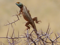 Agama aculeata aculeata