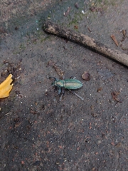 Naupactus auricinctus