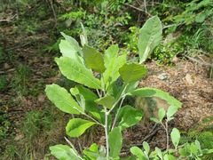 Brachylaena rotundata