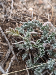 Astragalus