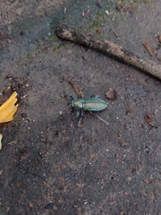 Naupactus auricinctus