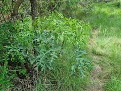 Cussonia transvaalensis