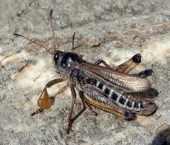 Gomphocerus sibiricus