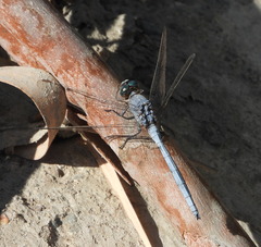 Orthetrum chrysostigma