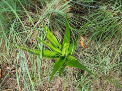 Schizocarphus nervosus