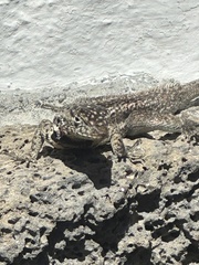 Microlophus indefatigabilis