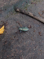 Naupactus auricinctus