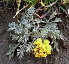 Jacobaea incana