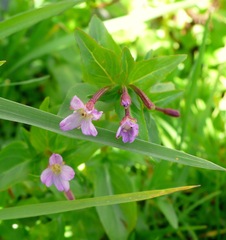 Epilobium anagallidifolium