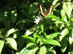 Heraclides andraemon