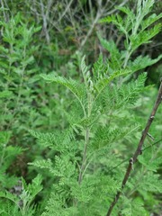 Artemisia afra