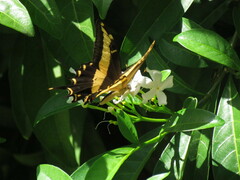 Heraclides andraemon