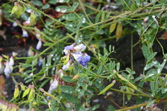 Vicia amurensis