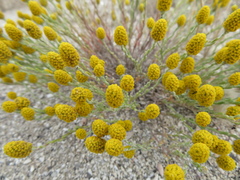 Angianthus tomentosus