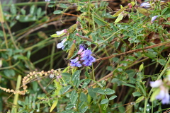 Vicia amurensis