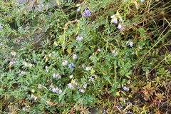 Vicia amurensis