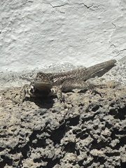 Microlophus indefatigabilis