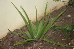 Aloe vera