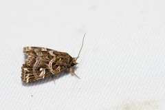 Callopistria japonibia