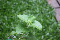 Lippia graveolens