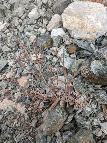 Image of Eriogonum panamintense by no rights reserved
