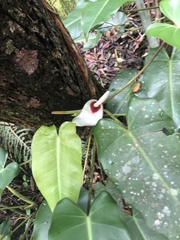 Philodendron loefgrenii