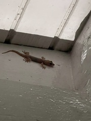 Hemidactylus mabouia