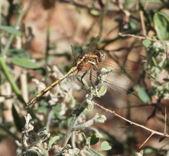 Orthetrum chrysostigma