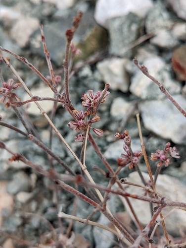Image of Eriogonum panamintense by no rights reserved