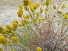Angianthus tomentosus