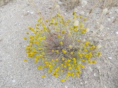 Angianthus tomentosus